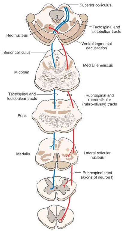 Rubrospinal and tectospinal tracts. The rubrospinal tract (shown in red) arises from neurons in the red nucleus (located in the midbrain). The axons of these neurons cross the midline in the ventral midbrain (called the ventral tegmental decussation) and descend to the contralateral spinal cord. Fibers of the rubrospinal tract end on interneurons that, in turn, project to the dorsal aspect of ventral (motor) horn cells. The neurons giving rise to the tectospinal tract (shown in blue) are located in the superior colliculus. The axons of these neurons descend around the periaqueductal gray, cross the midline (called the dorsal tegmental decussation), join the medial longitudinal fasciculus in the medulla, and descend in the anterior funiculus of the spinal cord. They terminate in upper cervical segments. neuron I = first-order neuron.