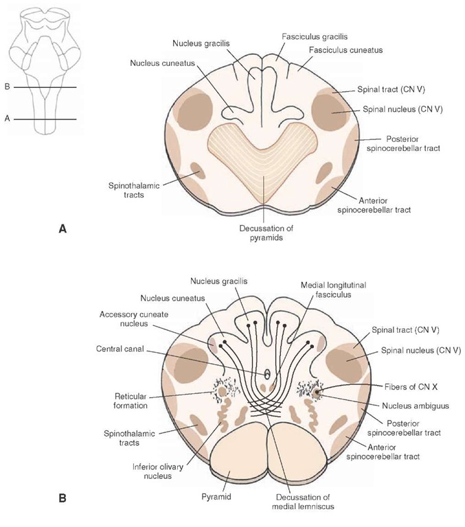 Cross-sectional diagrams of the lower medulla. (A) Level of the decussation of the pyramids. (B) Level of the decussation of the medial lemniscus. CN = cranial nerve.