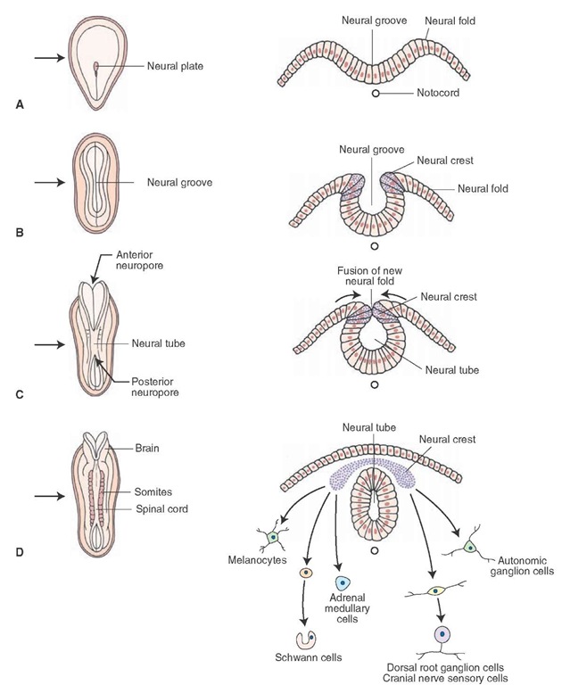 Early embryonic development of the central nervous system. Panels A-D depict early development (at the third and fourth weeks of gestation) in which the neural plate (A), neural groove (B), and neural tube (C) are formed from the dorsal surface of the embryo. The left side of each panel depicts the developing embryo in a dorsal view, and the right side shows cross sections through the nervous system cut at the levels indicated by the arrows. Note also the cells formed from differentiated cells of the neural crest (D).
