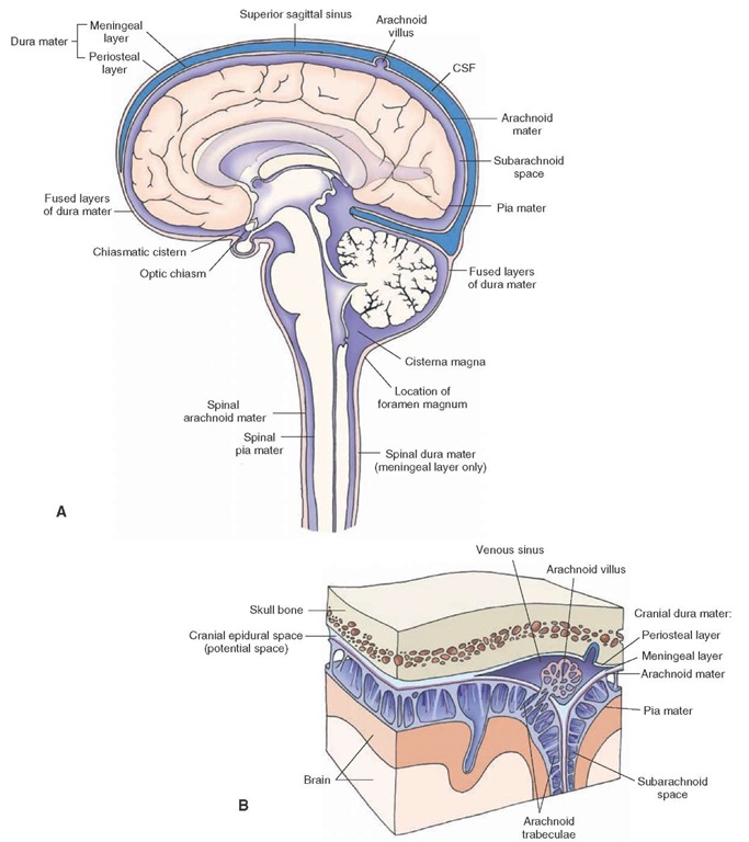 The coverings of the brain and spinal cord. (A) The brain and spinal cord are covered with three membranes: dura, arachnoid, and pia mater. The periosteal and meningeal layers of the dura are separate at the dural sinuses (e.g., superior sagittal sinus). At other places, the dura consists of fused periosteal and meningeal layers. The space between the arachnoid and pial membranes is called the subarachnoid space. The subarachnoid space is enlarged at some places (e.g., cisterna magna and chiasmatic cistern). Small tufts of arachnoidal tissue (arachnoid villi) project into the dural venous sinuses. Other structures are shown for orientation purposes. CSF = cerebrospinal fluid. (B) Magnified view of the dura, arachnoid, and pia maters. 