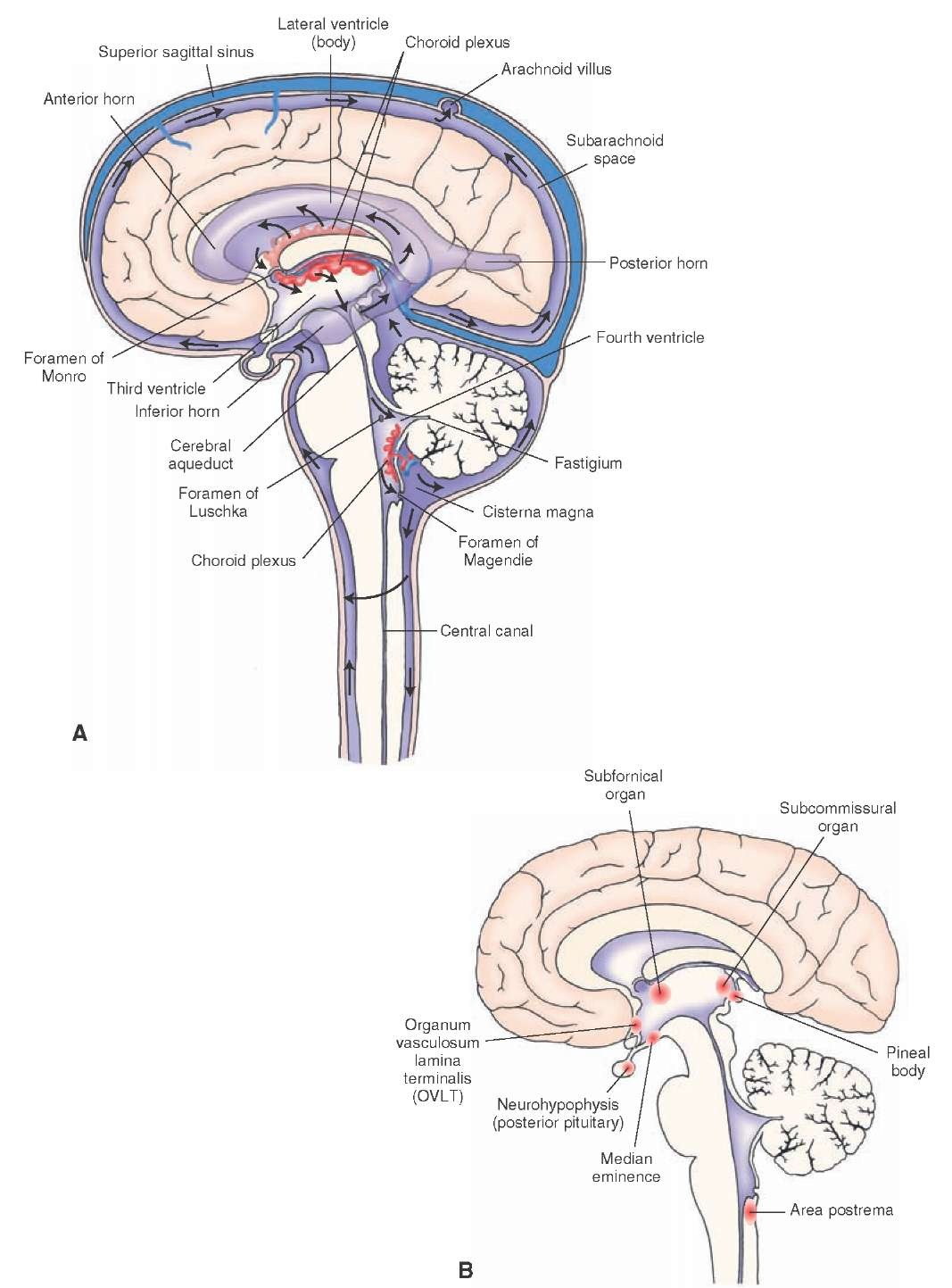 The location and connections between the ventricles of the brain. (A) Note the lateral ventricles (consisting of anterior, posterior, and inferior horns) and the third and fourth ventricles. Also, note the positioning of the choroid plexus. Black arrows indicate the flow of cerebrospinal fluid. (B) The location of circumventricular organs.