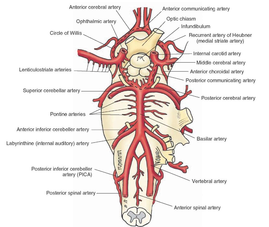 The internal carotid artery and vertebro-basilar system. Major branches of the internal carotid artery are the ophthalmic artery, the posterior communicating artery, the anterior choroidal artery, the anterior cerebral artery, and middle cerebral artery. The main branches of the vertebral artery are the anterior spinal artery and the posterior inferior cerebellar artery. The basilar artery is formed by the confluence of the two vertebral arteries; its major branches are the anterior inferior cerebellar artery, the pontine arteries, the superior cerebellar artery, and the posterior cerebral artery. Note the cerebral arterial circle (circle of Willis; marked by a dashed black line). The optic chiasm and infundibulum are shown for orientation purposes. 