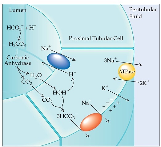 Proximal tubular bicarbonate reabsorption is activated by the Na+,K+-ATPase pump in the peritubular cell membrane. Exchanging peritubular K+ for intracellular Na+ keeps the intracellular [Na+] low, allowing Na+ to move down its concentration gradient from the tubular lumen through the Na+-H+ antiporter to the cell interior. HCO3- filtered across the glomerular capillaries combines with secreted H+ to form H2CO3. Rapid dissociation of H2CO3 to CO2 and H2O in the presence of luminal carbonic anhydrase permits movement into the cell, where redissociation occurs. Ultimately, the reabsorbed H+ is resecreted in exchange for Na+, and HCO3" moves down an electrical gradient from the cell interior to the peritubular space, where it is reabsorbed into the systemic circulation.