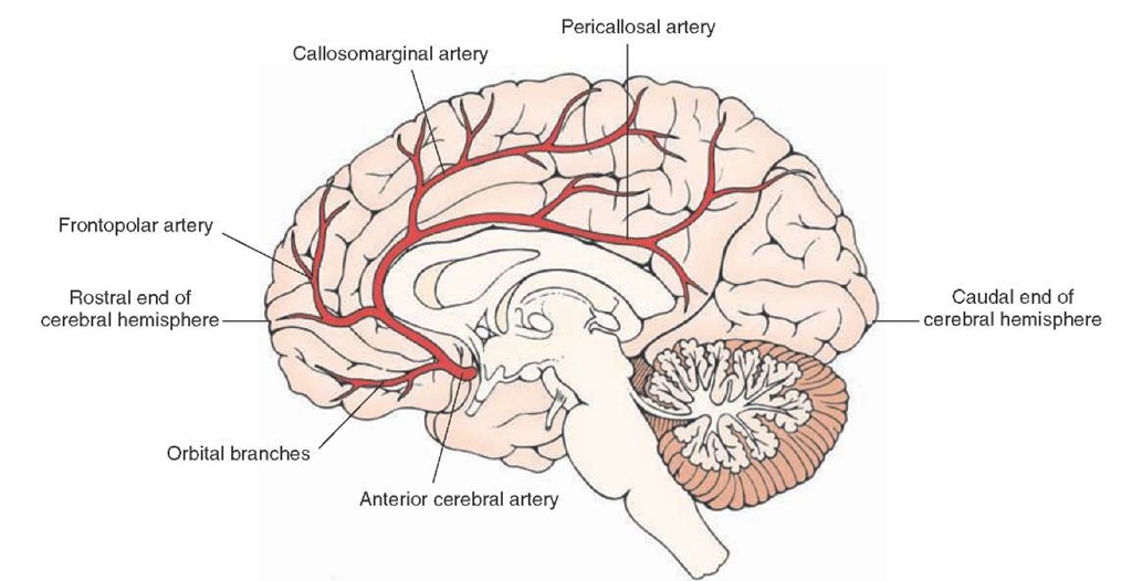 Major branches of the anterior cerebral artery (viewed from the medial side). The branches include the orbital branches, the frontopolar branches, the callosomarginal artery, and the pericallosal artery. The rostral and caudal ends of the cerebral hemisphere are shown for orientation purposes. 