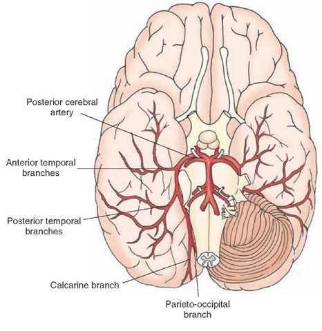  Major branches of the posterior cerebral artery. These include the anterior and posterior temporal branches, the parieto-oc-cipital branch, and the calcarine branch.  