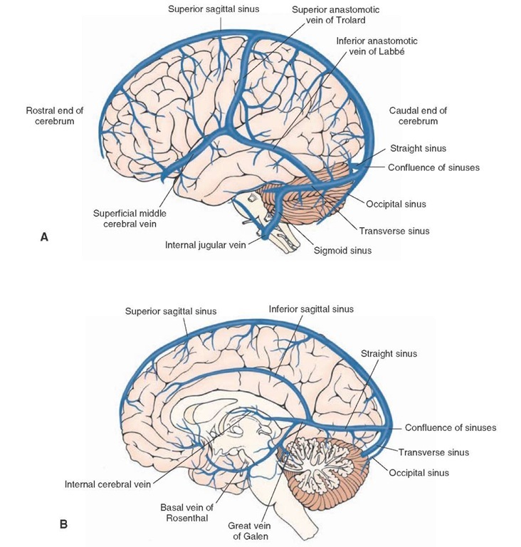  Major dural sinuses and veins. (A) Major dural sinuses shown here include the superior sagittal, straight, occipital, transverse, and sigmoid sinuses. The superior sagittal, straight, transverse, and occipital sinuses join at the confluence of sinuses. Major veins include the superficial middle cerebral vein, the superior anastomotic vein of Trolard, and the inferior anastomotic vein of Labbe. (B) Major dural sinuses shown here include the superior sagittal, inferior sagittal, straight, occipital, and transverse sinuses, and their confluence. Major veins shown here include the great vein of Galen, the basal vein of Rosenthal, and the internal cerebral vein. 