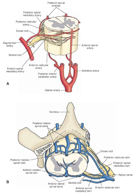 Vascular supply of the spinal cord. (A) Major arteries supplying the spinal cord. Note especially the two posterior and one anterior spinal arteries. The vertebral, posterior inferior cerebellar, and basilar arteries and the dorsal and ventral roots of the spinal nerve are shown for orientation purposes. (B) Major veins draining the spinal cord. The vertebra and spinal nerve are shown for orientation purposes. 