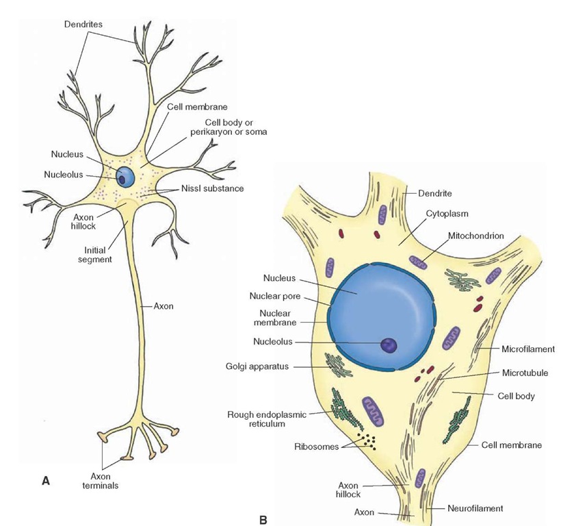 A schematic representation of a neuron. (A) Note the orientation of the dendrites, axon, and nucleus. The f irst few microns of the axon as it emerges from the axon hillock represent the initial segment of the axon. (B) Components of the neuron: the cell membrane, nucleus, nuclear membrane, nucleolus, and the organelles. 