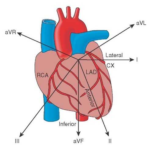  Frontal plane's relationship to the heart. 