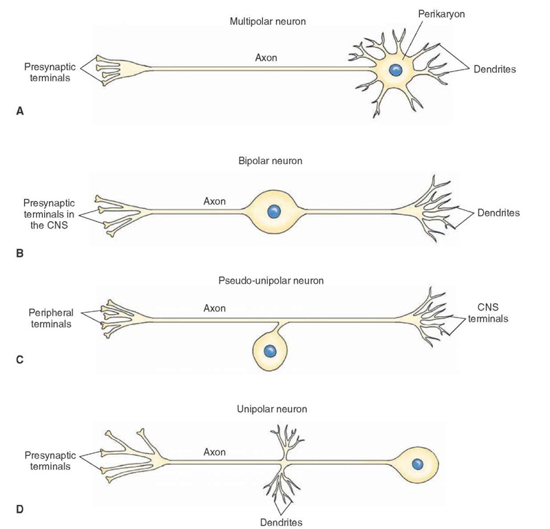 Different types of neurons. (A) Multipolar neuron. (B) Bipolar neuron. (C) Pseudo-unipolar neuron. (D) Unipolar neuron. CNS = central nervous system. 