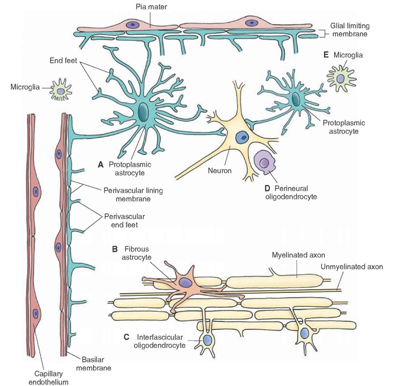  Different types of neuroglia. (A) Protoplasmic astrocyte. (B) Fibrous astrocyte. (C) Interfascicular oligodendrocyte. (D) Perineural oligodendrocyte. (E) Microglia. 