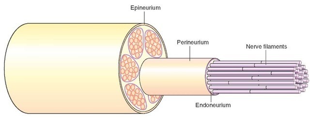 Composition of a peripheral nerve: The epineurium, perineurium, endoneurium, and nerve fibers in a peripheral nerve. 