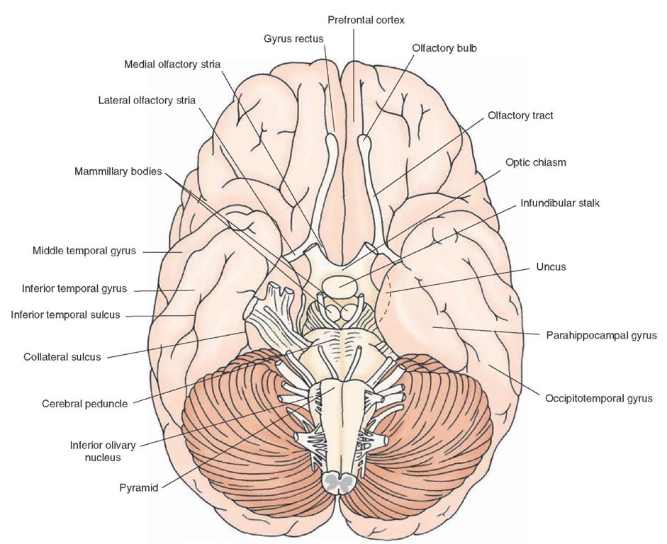 Inferior surface of the brain showing the principal gyri and sulci of the cerebral cortex. On the inferior surface, the midbrain, pons, parts of the cerebellum, and the medulla can be clearly identified.