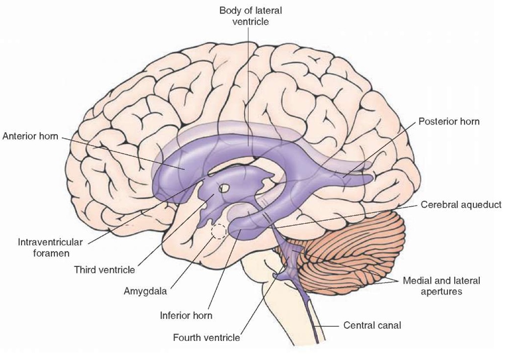 Lateral view of the positions and relationships of the ventricles of the brain. Note that the lateral ventricles are quite extensive, with different components (i.e., posterior, inferior, and anterior horns). The medial and lateral apertures represent the channels by which cerebrospinal fluid can exit the brain. 