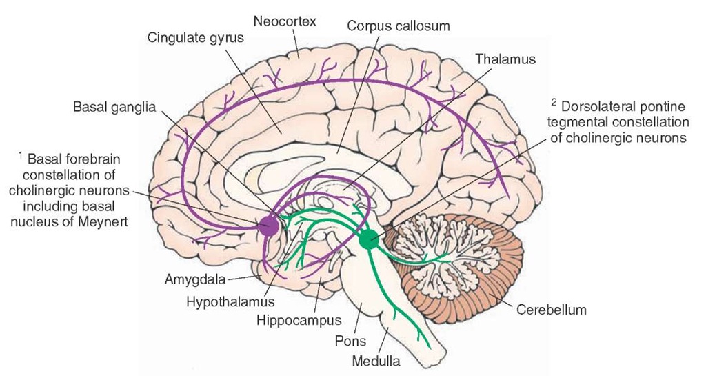 Major cholinergic cell groups. Note two major constellations of cholinergic neurons: cholinergic neurons located in the basal forebrain constellation, including the basal nucleus of Meynert, and cholinergic neurons located in the dorsolateral tegmentum of the pons. 