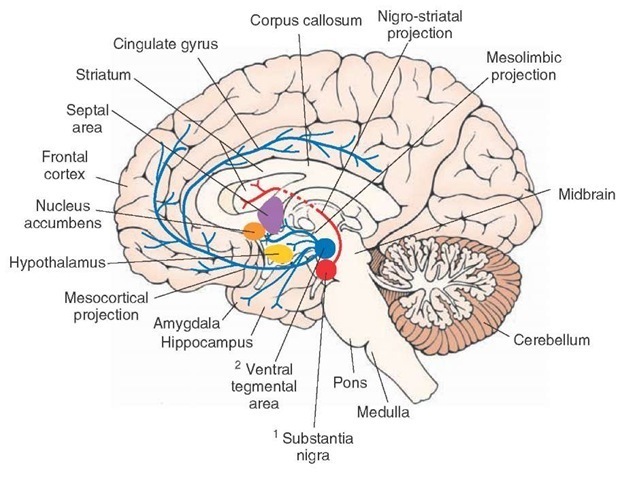 Dopaminergic neurons and their projections. Axons of dopaminergic neurons located in the substantia nigra pars compacta ascend rostrally as the nigrostriatal pathway and provide dopaminergic innervation to neurons located in the caudate nucleus and putamen (striatum). Axons of another group of dopaminergic neurons that are located in the ventral tegmental area ascend in the median forebrain bundle to provide dopaminergic innervation to the frontal and cingulate cortices. 