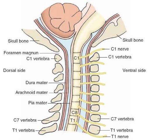 Cord a spinal parts of Spinal Cord