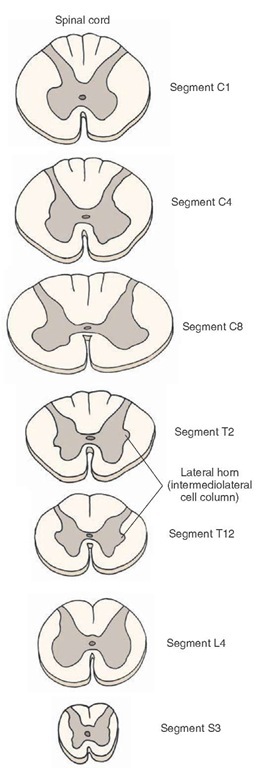 Spinal cord segments. Cervical segments are the largest segments. The thoracic and sacral segments are relatively small. Note the presence of intermediolateral cell column in the thoracic and sacral segments. C = cervical; T = thoracic; L = lumbar; S = sacral. 