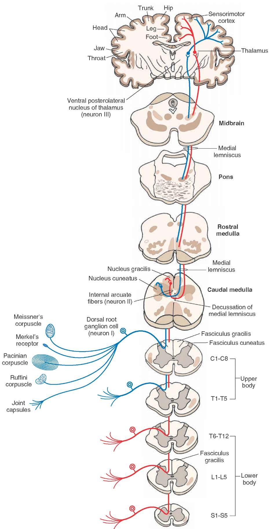 Diagram showing the course of fibers in the dorsal column. The fasciculus gracilis exists at all levels of the spinal cord and contains long ascending fibers from the lower limbs (shown in red). The fasciculus cuneatus exists in thoracic (T) segments above T6 (T1-T6) and cervical (C) segments (C1-C8) and contains long ascending fibers from the upper limbs (shown in blue). The axons of second-order neurons (neuron II) in the nucleus gracilis and cuneatus travel as internal arcuate fibers and cross in the midline to form the medial lemniscus, which ascends through the medulla, pons, and midbrain and terminates in the contralat-eral ventral posterolateral nucleus of the thalamus. Axons of third-order neurons (neuron III) in the thalamus travel in the internal capsule and terminate in the senso-rimotor cerebral cortex. For other details, see text. neuron I = first-order neuron; L = lumbar; S = sacral. 