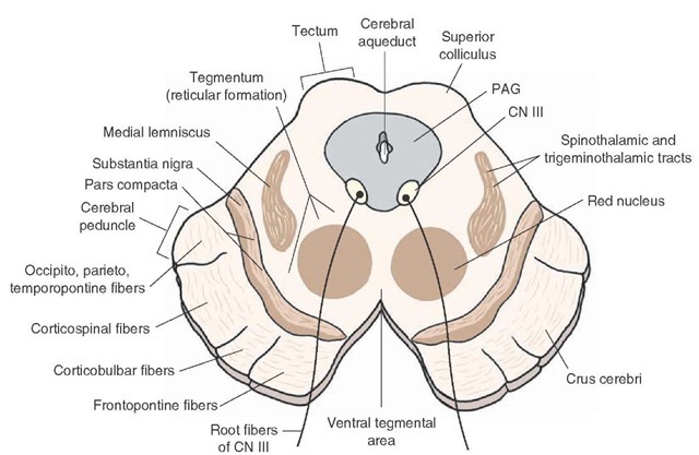 Cross-sectional diagram in which the principal structures of the midbrain at the level of the superior colliculus are depicted. CN = cranial nerve; PAG = periaqueductal gray matter. 