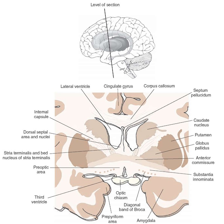 Cross section taken through the forebrain at the level of the anterior commissure. Note the positions occupied by the septal nuclei, bed nucleus of the stria terminalis, and preoptic region. The inset indicates the plane of the section. 