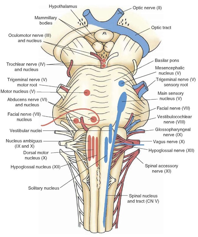 View of the ventral surface of the brain depicting the sites of entry or exit of most of the cranial nerves. Note that the olfactory nerve (cranial nerve [CN] I) is not shown in this illustration and that the trochlear nerve exits the brainstem on the posterior surface and then passes along the exterior of the lower midbrain to enter the cavernous sinus along with CN VI.