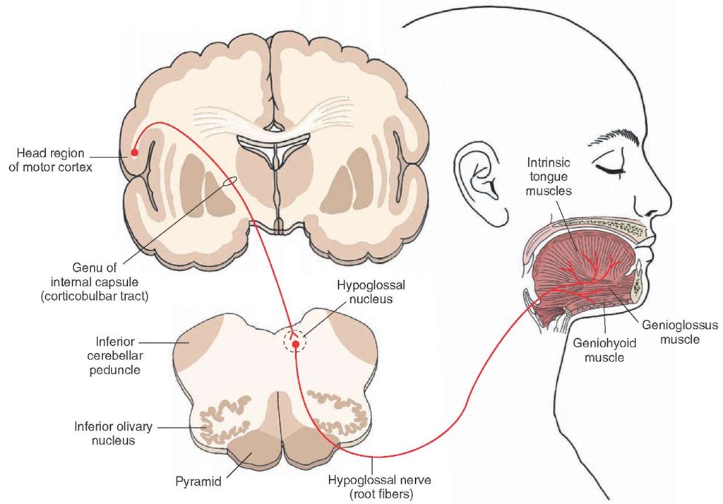 Diagram illustrates the origin and distribution of the hypoglossal nerve (cranial nerve XII [general somatic efferent]) with its innervation of the muscles of the tongue. Also shown in this illustration is the corticobulbar projection to the hypoglossal nucleus, which, for this cranial nerve, is crossed and uncrossed. In some patients, however, lesions of this corticobulbar pathway produce contralateral weakness.