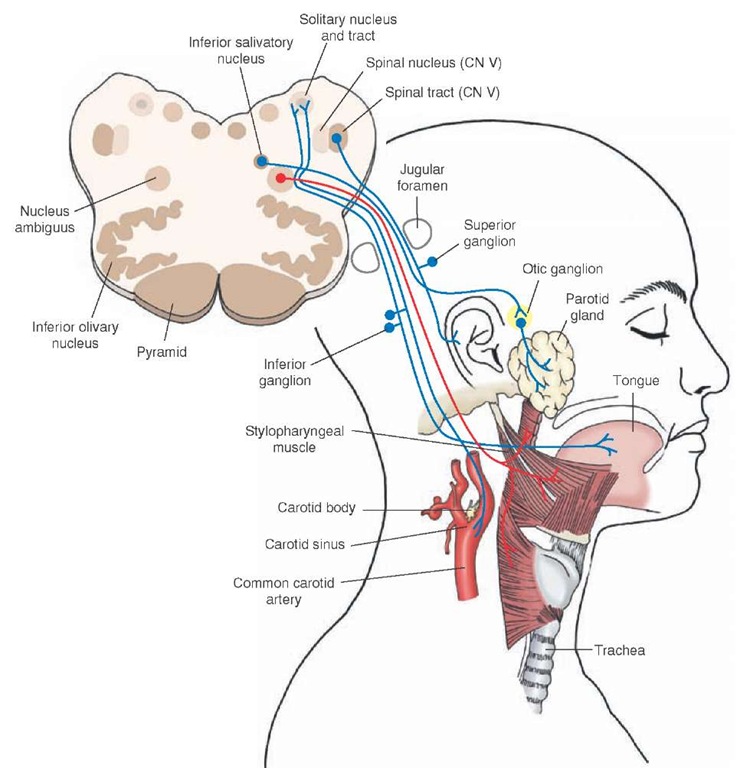 The diagram illustrates the origin and distribution of sensory, motor, and autonomic branches of the glossopharyngeal nerve. The diagram also illustrates the anatomical arrangement of the inferior and superior ganglia associated with the peripheral sensory fibers that enter the brain through the glossopharyngeal and vagus nerves (cranial nerve [CN] IX and X, respectively). Cross section of the medulla shown in the "face" illustrates the principal sensory and motor nuclei associated with the glossopharyngeal nerve. 
