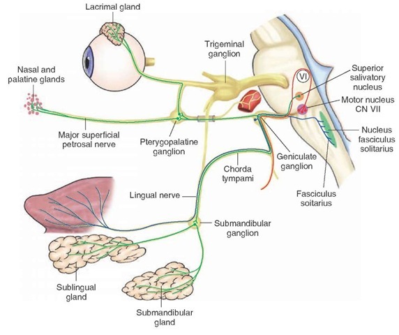  Diagram illustrates: (1) the special visceral afferent pathway for taste inputs to the brain from the anterior two thirds of the tongue via the facial (VII) nerve; and (2) general visceral efferent pathway to the lac-rimal, pterygopalatine, nasal, palatine, and salivary glands from cranial nerve (CN) VII. Not shown is the distribution of fibers to the muscles of facial expression contained in the motor root for the special visceral efferent component of CN VII. Sup. = superior; fasc. = fasciculus; N = nerve. 