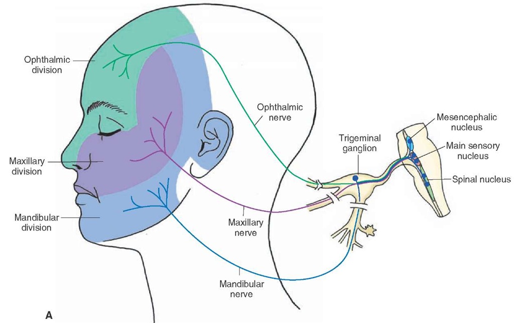 (A) Distribution of the sensory (general somatic afferent) and motor (special visceral efferent) components of the trigeminal nerve, including the sensory arrangement of the sensory divisions of the trigeminal nerve.