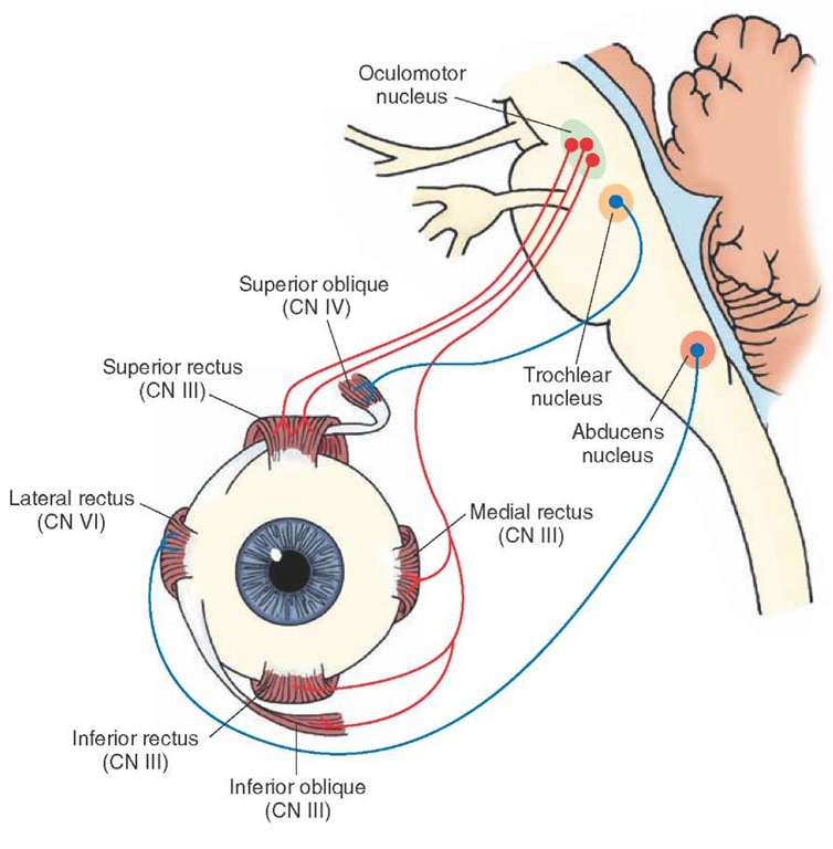 Origin and distribution of cranial nerves (CN) VI, IV, and III, which innervate extraocular eye muscles. The focus of the upper part of this figure includes the abducens nerve (CN VI) and the general somatic efferent component of the oculomotor nerve (CN III), which are essential for horizontal gaze. The lower part of this figure depicts the muscles of the eye and their relationship with CN III, IV, and VI.