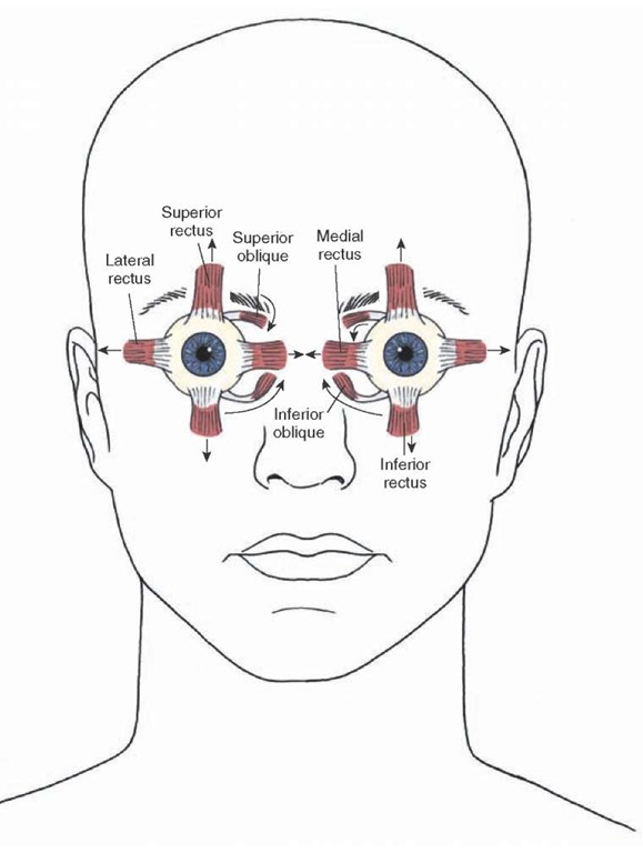 Diagram illustrating the direction of actions of the extraocular muscles of the eye (indicated by arrows). The lateral rectus muscle is innervated by the abducens nerve, the superior oblique muscle is innervated by the trochlear nerve, and the remaining muscles are innervated by the oculomotor nerve.