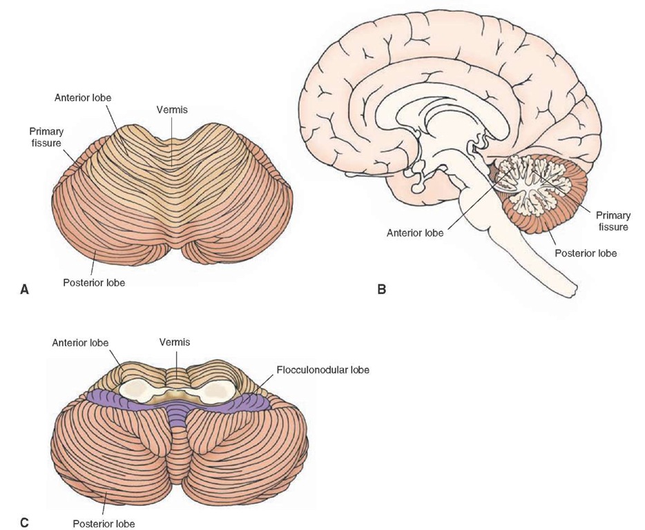 Cerebellum. Superior (A), midsagittal (B), and inferior (C) views of the cerebellum illustrating anterior, posterior, and flocculonodular lobes as well as hemispheres and vermal regions. 