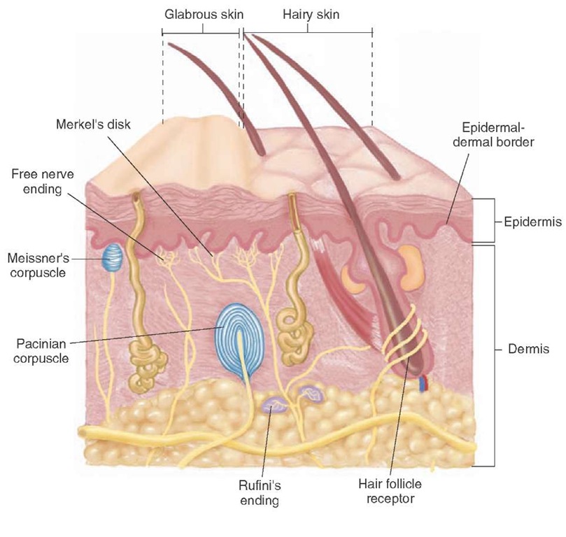 The receptors mediating tactile senses. Hair follicle: located in the epidermis and dermis. Meissner's corpuscle: sensitive to touch and vibration, located beneath the epidermis. Merkel's receptor (Merkel's disk): mechanoreceptor sensitive to pressure stimuli, located deep to the epidermis. Pacinian corpuscle: receptor sensitive to rapid indentation of the skin caused by vibration of high frequency, located deep in the dermis. Ruffini's corpuscle (ending): located in the dermis and provides information about the magnitude and direction of stretch. 