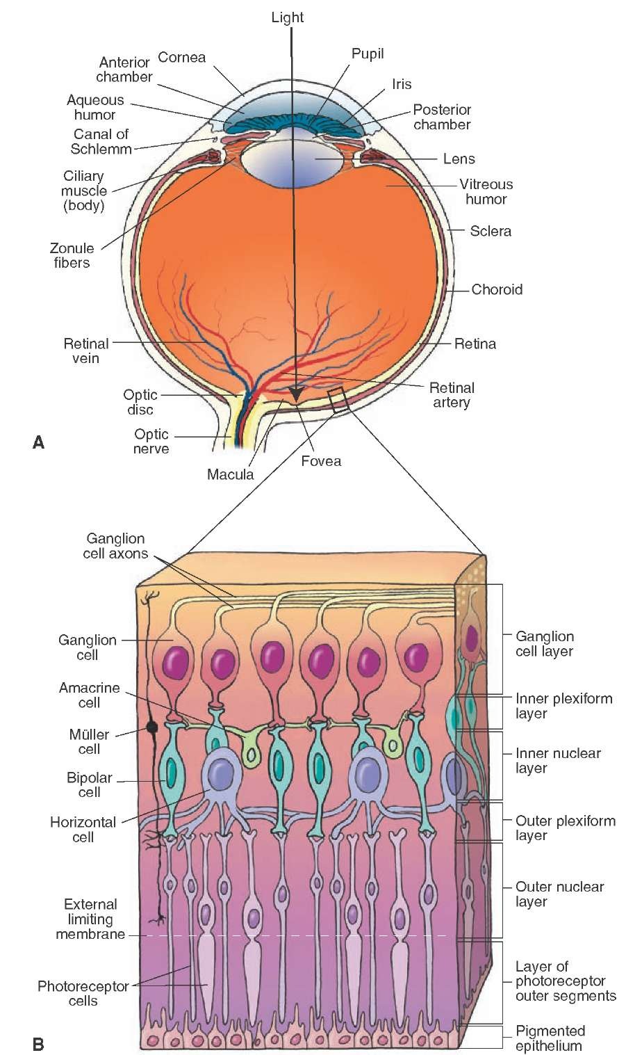  Structure of the eye and retina. (A) Different components of the eye. (B) Different layers of the human retina.