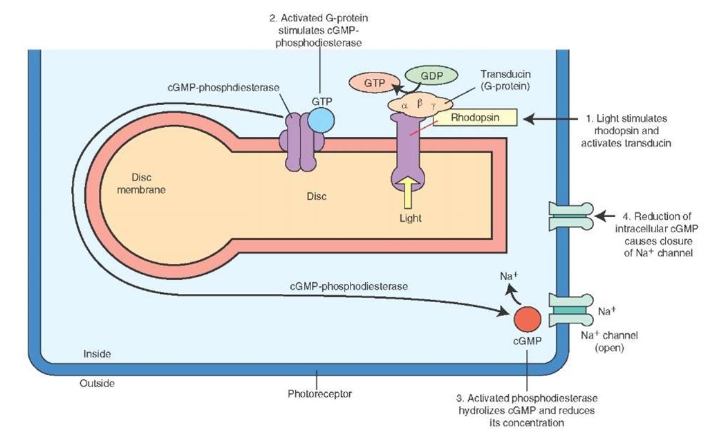 The mechanism of phototransduction in rods. The retinal component of rhodopsin (photopigment of rods) absorbs light, the conformation of rhodopsin is changed, a G protein (transducin in rods) is activated, cGMP phosphodiesterase is activated, hydrolysis of cGMP takes place, reducing its concentration, cGMP-gated Na+ channels are closed, the influx of intracellular Na+ is reduced, and the photoreceptor cell is hyperpolarized. cGMP = cyclic guanosine monophosphate; Na+ = sodium; GTP = guanosine triphosphate; GDP = guanosine diphosphate. 