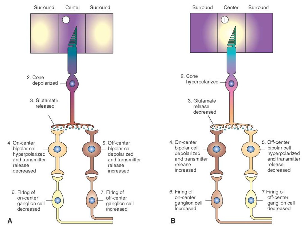 Responses of retinal bipolar and ganglion cells to darkness and illumination in the receptive field center. (A) Changes in the electrical activity of the photoreceptor and on-center and off-center bipolar and ganglion cells when the photoreceptor receptive field center is in the dark. (B) Changes in the electrical activity of the photoreceptor and on-center and off-center bipolar and ganglion cells when the photoreceptor receptive field center is illuminated.