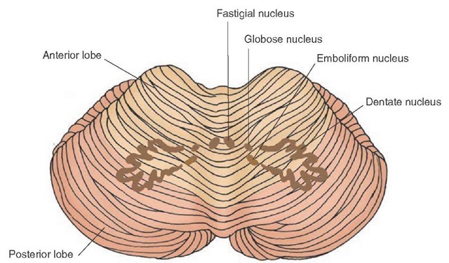  Cerebellum and deep cerebellar nuclei. This view of the cerebellum illustrates the positions occupied by the deep cerebellar nuclei. The largest nucleus, the dentate nucleus, is located laterally. The fastigial nucleus is situated medially, and the globose and emboliform (interposed) nuclei are located in an intermediate position. 
