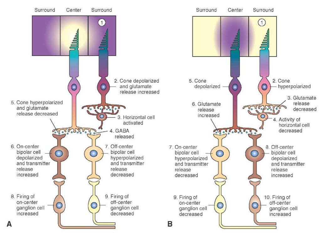 Responses of retinal bipolar and ganglion cells to darkness and illumination in the receptive field surround. (A) Changes in the electrical activity of the photoreceptor and on-center and off-center bipolar and ganglion cells when the photoreceptor receptive field surround is in the dark. (B) Changes in the electrical activity of the photoreceptor and on-center and off-center bipolar and ganglion cells when the photoreceptor receptive field surround is illuminated. See text for details. GABA = gamma aminobutyric acid.