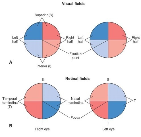 Visual and retinal fields. (A) Vertical lines divide the visual field of each eye in space into right and left halves. Horizontal lines divide the visual field of each eye into superior and inferior halves. These lines intersect at the fixation point. (B) Vertical lines divide the retina of each eye into temporal and nasal hemiretinae. Horizontal lines divide the retina of each eye into superior and inferior halves. These lines intersect at the fovea.