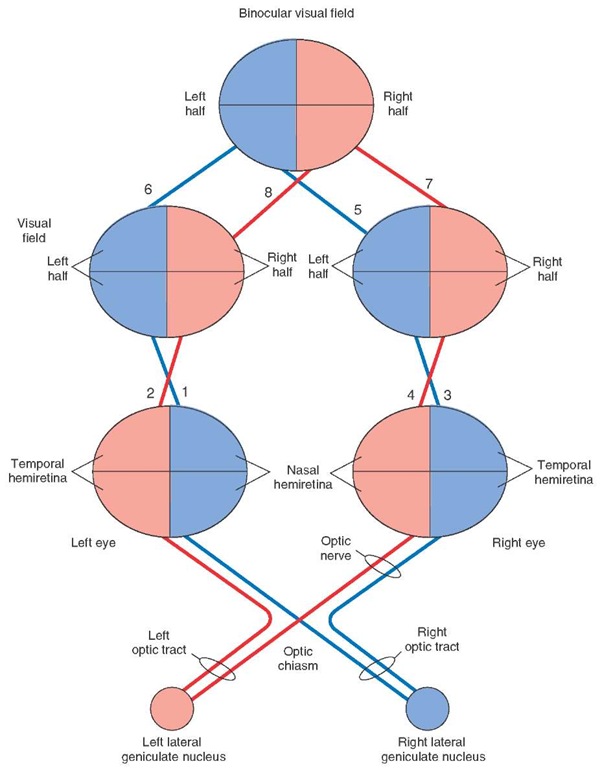 Relationship between the visual fields and retinae. 1 and 2: The nasal half of the left eye sees objects in the left half of the visual field of the left eye (shown in blue) and the temporal half of the left eye sees objects in the right half of the visual field of the left eye (shown in red). 3 and 4: Relationship between the visual fields and hemiretinae of the right eye is similar to that of the left eye. 5 and 6: When the visual fields of the two eyes are superimposed, the left halves of the two eyes coincide to form the left half of the binocular visual field (shown in blue). 7 and 8: When the visual fields of the two eyes are superimposed, the right halves of the two eyes coincide to form the right half of the binocular visual field (shown in red). Each optic nerve contains axons from the nasal and temporal hemiretinae. At the optic chiasm, the axons from the nasal hemiretinae cross to the contralateral side, whereas the axons from the temporal retinae remain uncrossed. The crossed and uncrossed axons on each side form the optic tracts.