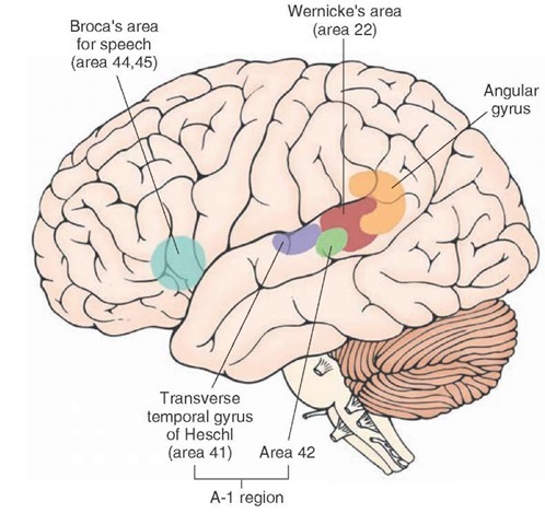 Primary auditory cortex. This area is located in the transverse temporal gyri (Heschl) of the medial aspect of the superior temporal gyrus. It receives projections from the medial geniculate nucleus (geniculotemporal fibers or auditory radiations). The secondary auditory area (Wernicke's area) is important for the interpretation of the spoken word. Other areas are shown for orientation purposes.