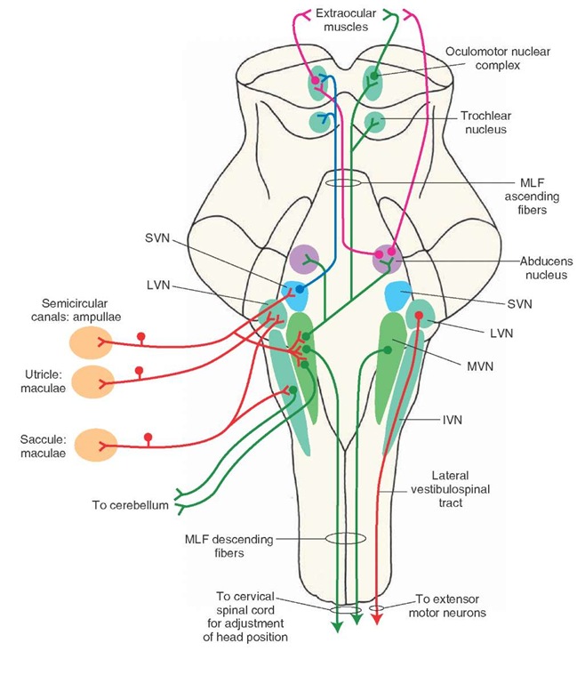 Central vestibular pathways. The afferents from the vestibular labyrinth project to each of the vestib-ular nuclei located in the rostral medulla and the caudal pons. Afferents from the ampullae of the semicircular canals project to the superior vestibu-lar nucleus (SVN) and rostral portion of the medial vestibular nucleus (MVN). Afferents from the maculae of the utricle and saccule terminate in the lateral vestibular nucleus (LVN). Some affer-ents from the macula of the saccule project to the inferior vestibular nucleus (IVN). See text for a description of ascending and descending pathways. MLF = medial longitudinal fasciculus.