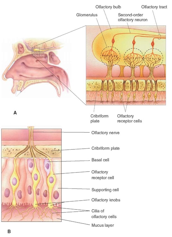  Organization of the human olfactory system. (A)The bipolar olfactory sensory neurons are present in the olfactory mucosa just below the cribiform plate. (B) Note the location of olfactory receptor cells, including their expanded ends (olfactory knobs), cilia arising from the olfactory knobs, the olfactory nerve, and supporting (sustentacular) cells.