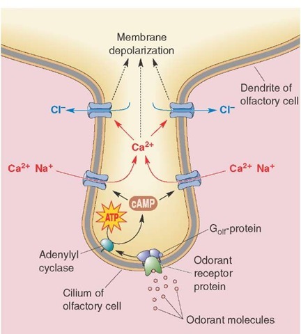 Sensory transduction in olfaction. The olfactory binding protein carries odorant molecules to the cilia of the olfactory sensory neurons. A receptor-odorant complex is formed, which activates a G protein. Second-messenger systems are activated, Na+ (sodium) and Ca2+ (calcium) or Ca2+ channels are opened, and the cilia are depolarized. This depolarization is conducted to the axon hillock of the olfactory sensory neuron where action potentials are generated, which are conducted along the axons of the olfactory sensory neurons. Cl- = chloride; ATP = adenosine triphosphate; cAMP = cyclic adenosine triphosphate.