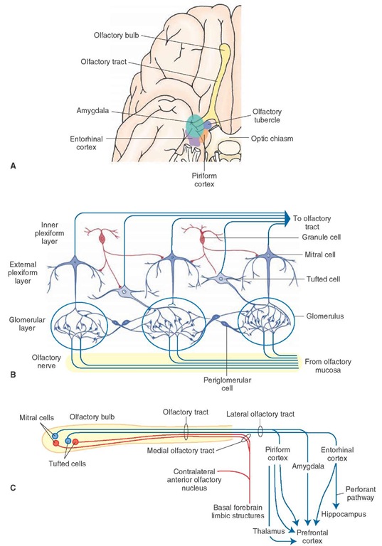 Central olfactory pathways. (A) The axons of the olfactory sensory neurons project to the ipsilateral olfactory bulb via the olfactory nerve.