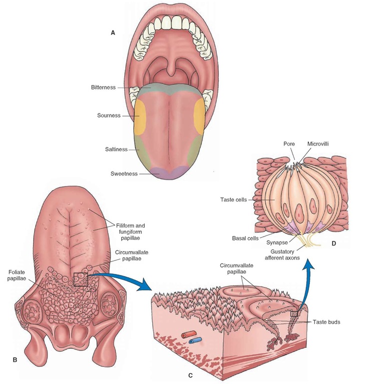 Components of the taste system. (A) The regions of the tongue that are most sensitive to different taste sensations are: the tip for sweetness, the back for bitterness, and sides for saltiness and sourness (it should be noted that the "taste map" of the tongue is not universally accepted, and it is currently believed that taste sensation arises from all regions of the oral cavity). (B) The filiform and fungiform papillae are scattered throughout the surface of the anterior two thirds of the tongue. The circumvallate papillae are located in a V-shaped line that divides the tongue into the anterior two thirds and the posterior one third. (C) The taste buds are located in the lateral margins of the papillae. (D) Each taste bud has a pore at its tip through which fluids containing chemical substances enter.