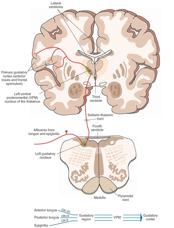 Central pathways that mediate taste sensation. The unipolar neurons mediating the sensation of taste via the facial, glossopharyngeal, and vagus nerves are located in the geniculate, inferior (petrosal), and inferior (nodose) ganglia, respectively. The peripheral processes of these neurons terminate in the rostral portion (gustatory region) of the solitary nucleus. The axons of secondary neurons located in the solitary nucleus ascend in the solitario-thalamic tract and terminate in the ventral posteromedial nucleus (VPM) of the thalamus. The neurons in VPM send their projections to the taste (gustatory) area located between the anterior insula and the frontal operculum in the ipsilateral cerebral cortex. CN = cranial nerve.