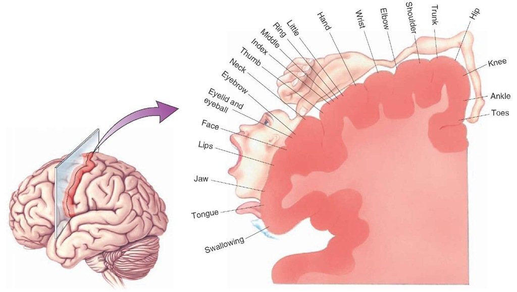 The relative homuncular representation of the primary motor cortex reveals the relative sizes of the regions of the primary motor cortex, which represent different parts of the body as determined by electrical stimulation experiments. 