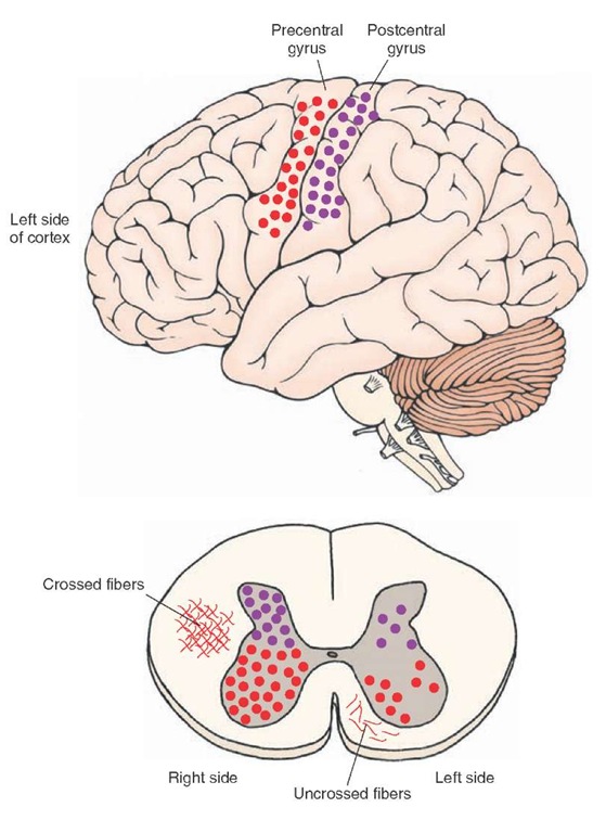 The distribution of axon terminals in the spinal cord of the monkey (shown as dots in spinal cord) as determined by autoradiographic tracing procedures. Depicted also are the sites of origin of the pathway in the motor and somatosensory cortices (top). Most fibers, which are uncrossed (2% of the total corticospinal tract), pass in the anterior corticospinal tract and terminate mainly in the gray matter in the medial aspect of the ventral horn, contacting neurons that innervate axial and proximal muscles, and also in the dorsal horn, contacting somatosensory neurons (bottom). Crossed fibers also supply both the dorsal and ventral horn. Fibers that issue from the postcentral gyrus (depicted in purple) supply the dorsal horn (also shown in purple), whereas those that arise from the motor cortex (depicted in red) supply the ventral horn (also depicted in red).